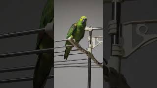 귀농귀촌 애기아마존앵무새 말하고 놀기