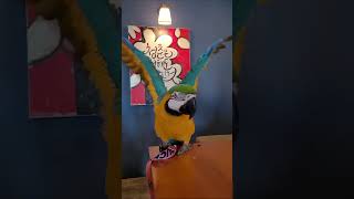 앵무새 복종하게 만드는 법 ㅋㅋㅋㅋ