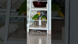 저녁 메뉴 추천하는 카이큐 앵무새