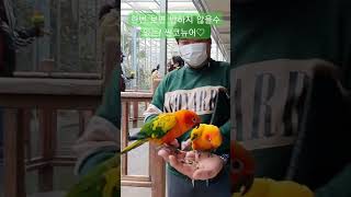 그 날 이후 우리집엔 썬코뉴어 한아이가 가족으로 들어왔다.(보리 인듯, 보리아닌, 보리같은 너희들~)