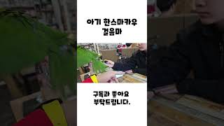 아기 한스마카우 걸음마