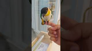 서브웨이 포장지같은 카이큐앵무새