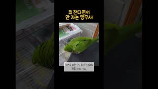 잘 때 코자카 하는 앵무새 #한스마카우 #앵무새 #반려…