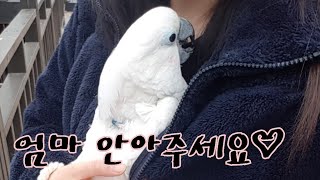 코카투의 쩌는 애교♡인싸앵무새의 산책법