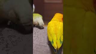 할머니 엉덩이에 올라온 앵무새 #birds #parrot #앵무새 #코뉴어 #shorts