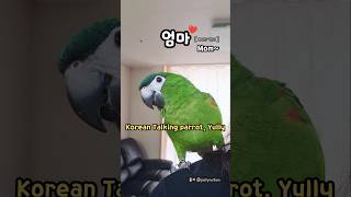 사람처럼 말하는 한스마카우 #율리 #말하는앵무새