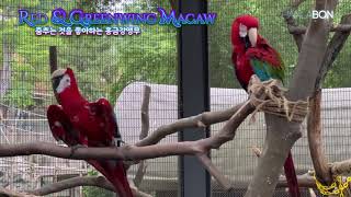 [한라BON] 춤추는 것을 좋아하는 홍금강 앵무에요~.…