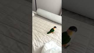 카이큐 주특기 점프점프 !!!!