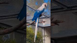 hyacinth macaw#hyacinth macaw care#hyacinth macaw baby#hyacinth macaw talking#youtubeshorts #shorts