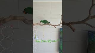 아기 뉴기니아 크롱이 낮에 노는 모습 ^^ #뉴기니아 #parrot #뉴기니아앵무 #뉴기니아 #뉴기니아앵무 #birds #뉴기니아앵무새