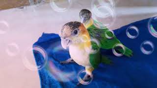 아기새들이 이만큼 컸어요!!!카이큐 아기들이에요