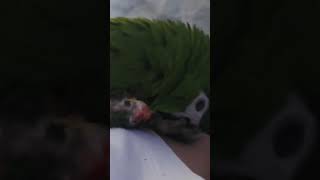 #앵무새 #한스마카우 #지루비 @개앵이.