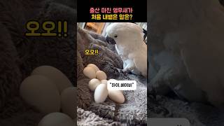 출산 마친 앵무새가 내뱉은 말