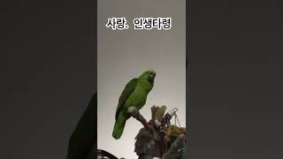 아마존앵무 인생타령