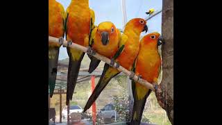 색이 너무 예쁜 썬코뉴어(sunconure) #shor…