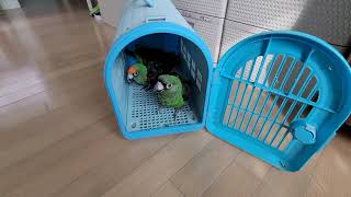 쟈딘앵무가 집사의 잠을 깨우는 방법. jardine parrot