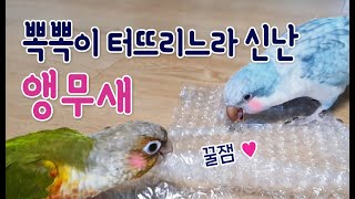 코뉴어 블루퀘이커 앵무새 놀이 ♥뽁뽁이를 사람만큼 좋아…