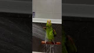 앵무새가 물을 좋아하면?