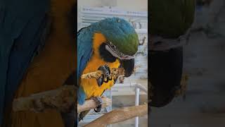 #리프패럿 #송도 #앵무새카페 #청금강 #동물체험 #앵…