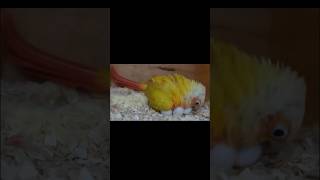 코뉴어 앵무새 알 낳았어요