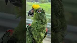 #아롱이 오데가노 #노래도 잘하네 #샬롬화장비누