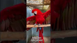 집을지키는 스칼렛마카우