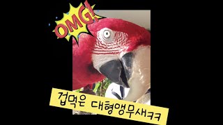 겁쟁이 앵무새의 일상 (겁먹은 홍금강앵무, 매력쟁이, …