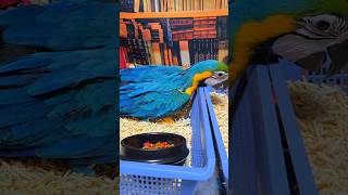 2개월 검은 머리 카이큐 남아와 2개월 청금강 여아예요