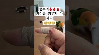 카이큐 키우지 마세요!카키마 #카이큐 #parrot #birds #동물 #앵무새 #shorts