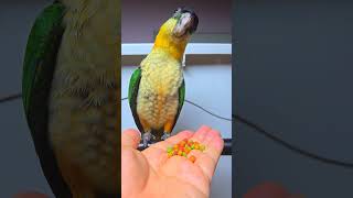 검은 머리 카이큐 분양해요