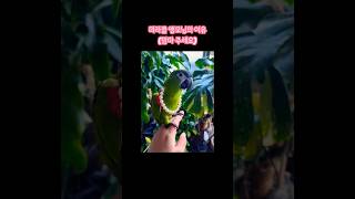 시끄러움 주의! 아침에 맘마달라고 하는 앵무새 #앵무새…