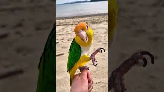 삐삐 달팽이 먹방.                        #cute #카이큐 #parrot #baby #먹방#달팽이 #birds