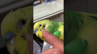 앵무새도 귀가 있어?!