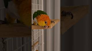 부비적부비적 카이큐앵무새 겨울이 #앵무새 #카이큐 #반려동물 #분양