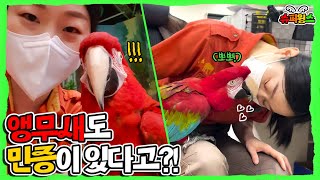 앵무새도 민증을 가지고 있다고?│에버랜드 슈퍼윙스(Everland Super Wings)
