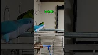 카이  간식 먹일때 아리의 반응#말하는  #아마존 #앵무새  #아리 #parrot #birds #좋아요