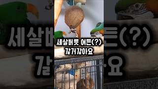 이렇게 80살까지 살거같은 앵무새 ㅋㅋ #앵무새 #성격