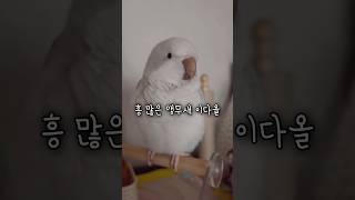흥이 많은 앵무새 이다올 #퀘이커앵무새 #앵무새 #러블리다다즈 #반려동물 #앵무새이다올