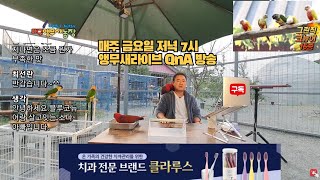 2024.5.24) 앵무새 키우기 Q.A #코뉴어 #뉴기니아앵무새 #퀘이커 #카이큐 #모란앵무