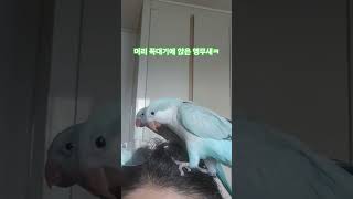 버르장머리 없는 앵앵이들~ 근데 시원함ㅋ #parrot #앵무새  #퀘이커 #shorts