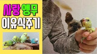 사랑앵무(잉꼬) Episode.2 이유식 먹이기 (fe…