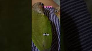 앵무새의 감사표시 #앵무새