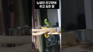 말안듣는 친구 한테  공유 ㄱㄱ #말하는 #아마존 #앵무새 #카이 #아리 영상은 카이입니다.