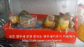 모든 앵무새 분양 문의는 앵무새키우기 카페에서 합시다