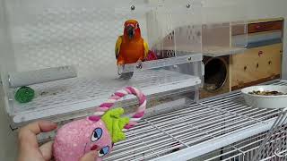 썬코뉴어 목소리