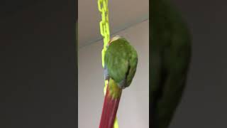 오늘도 오르는 소망이(코뉴어)