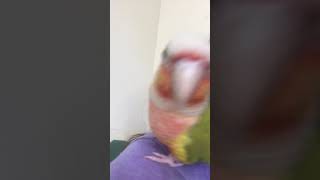 카메라 의식 중인 우리집 막내 코뉴어 강이