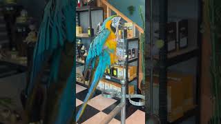 앵무새 #나주평야