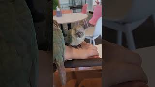 횃대에도 안가고 엄마손등에서 떠나지 않는 아기코뉴어.이유식 뗀지 얼마 안되었다고 한다.엄마가 키우고싶다고 하셨다.