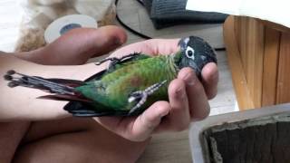 그린칙 코뉴어 두리 누워있기